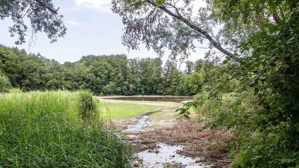 Verlandeter Weiher in St. Jakob am Thurn