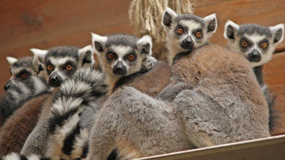 Kattas-Babys im Zoo Salzburg
