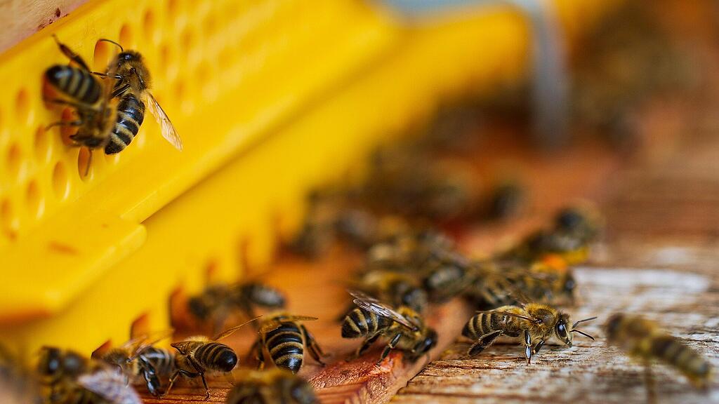 Bienen