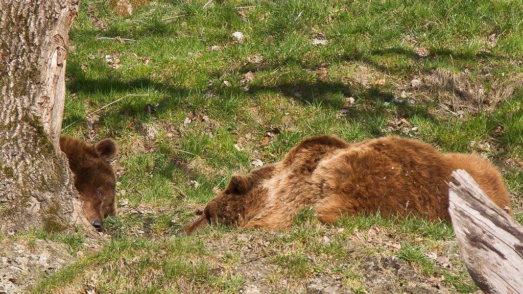 Frühlingserwachen im Salzburger Zoo