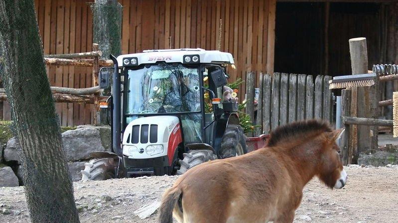 Warten aufs Christkind im Zoo, II
