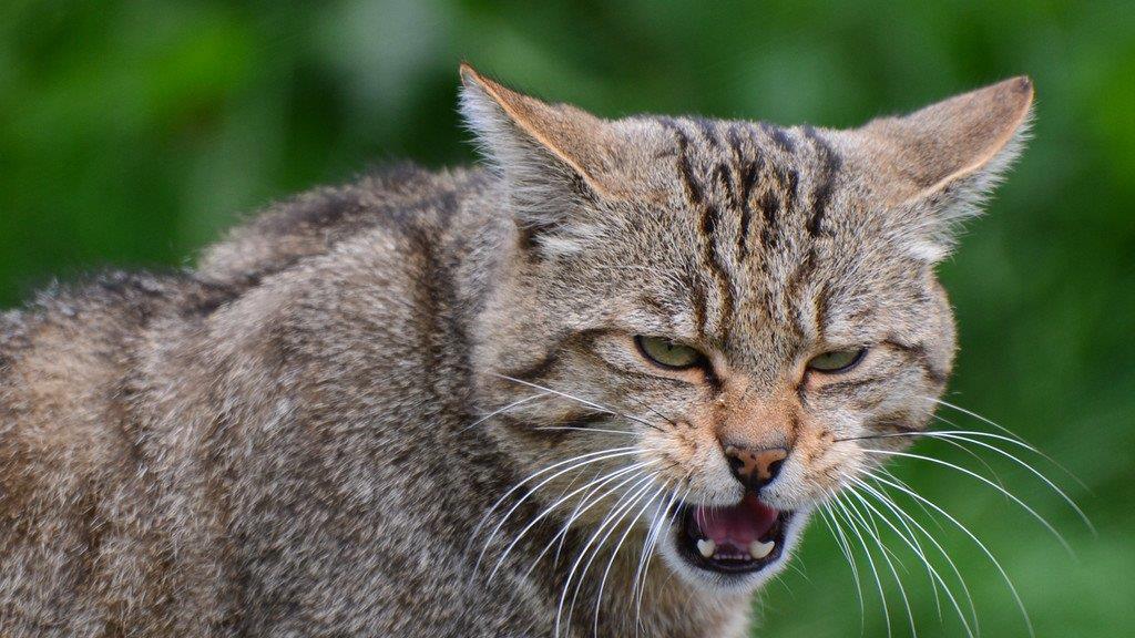 Die besten Tierbilder der Woche
