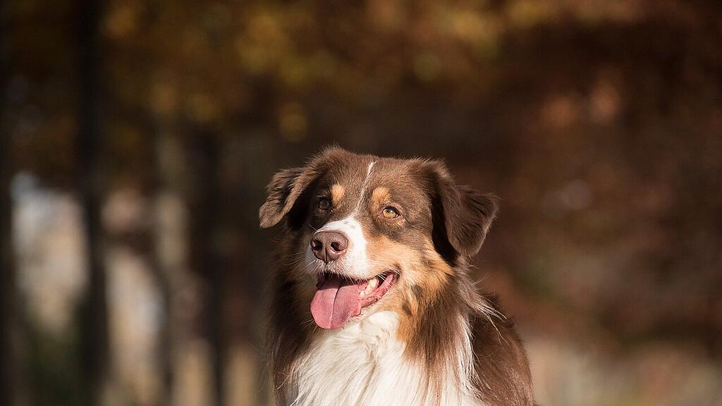 dog-5730165_1280.jpg
