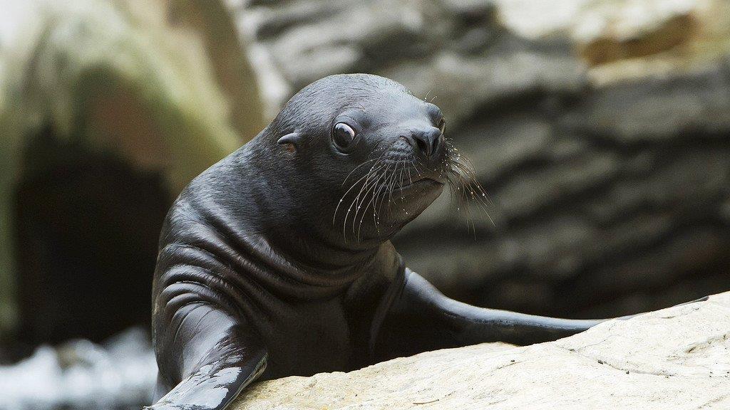 Robben-Nachwuchs im Tiergarten Schönbrunn: So wächst Klein Lunita heran