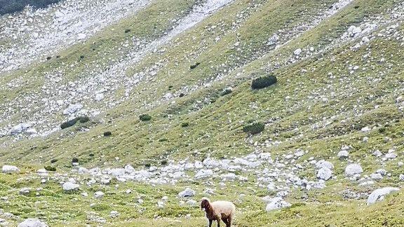 Verletztes Schaf aus Tennengebirge gerettet