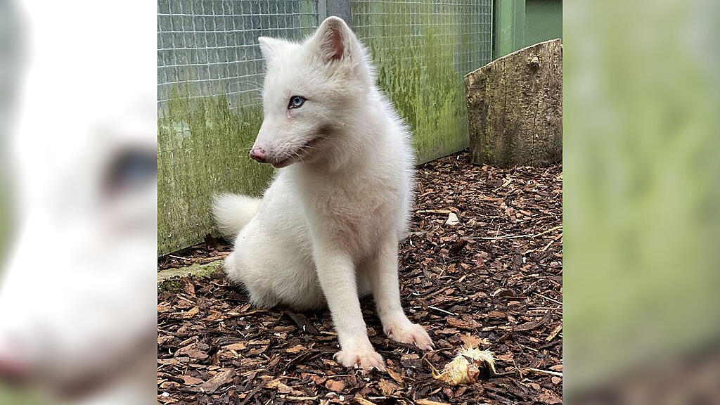 Polarfuchs Wukk
