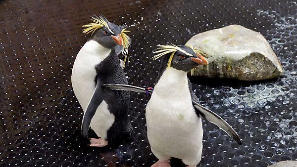 Rocky und Howie vor einem Jahr an Ostküste Australiens entdeckt