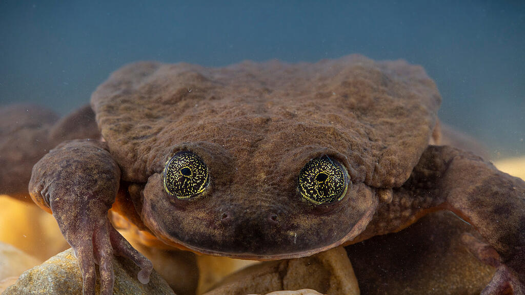 Wasserfrosch