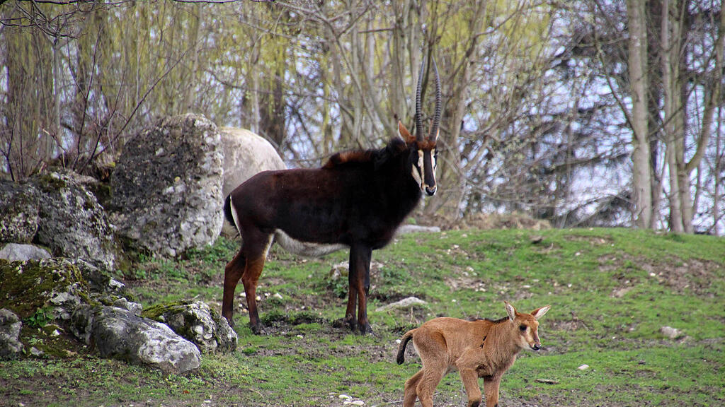 Rappenantilopen, Antilopen, Zoo Salzburg