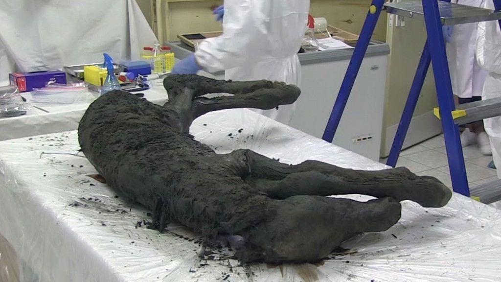 Pferde-Fossil in Russland entdeckt