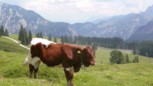 Erst durch mehrere Helfer konnte der Stier ruhiggestellt werden. (Themenbild)
