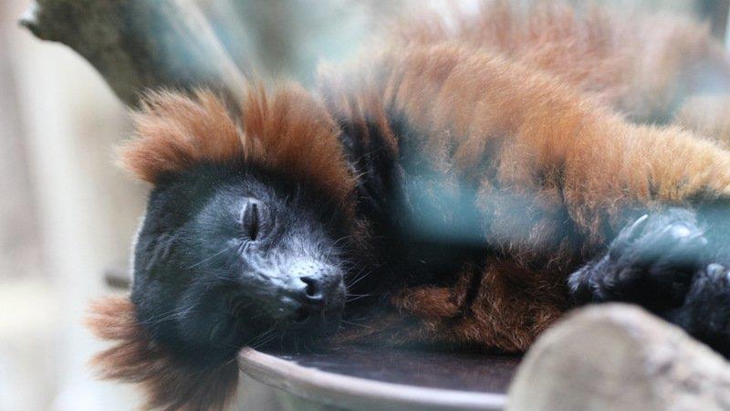 Frühling im Zoo München