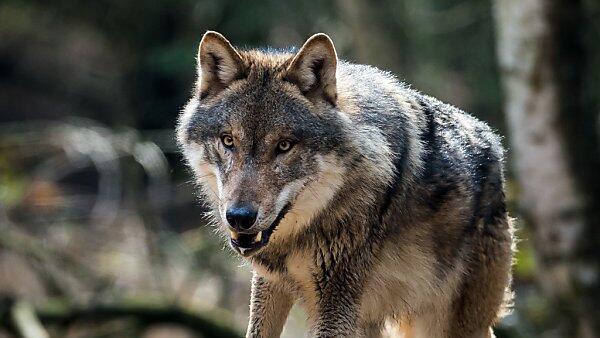 Ist ein Wolf im Pongau unterwegs? (Symbolbild)