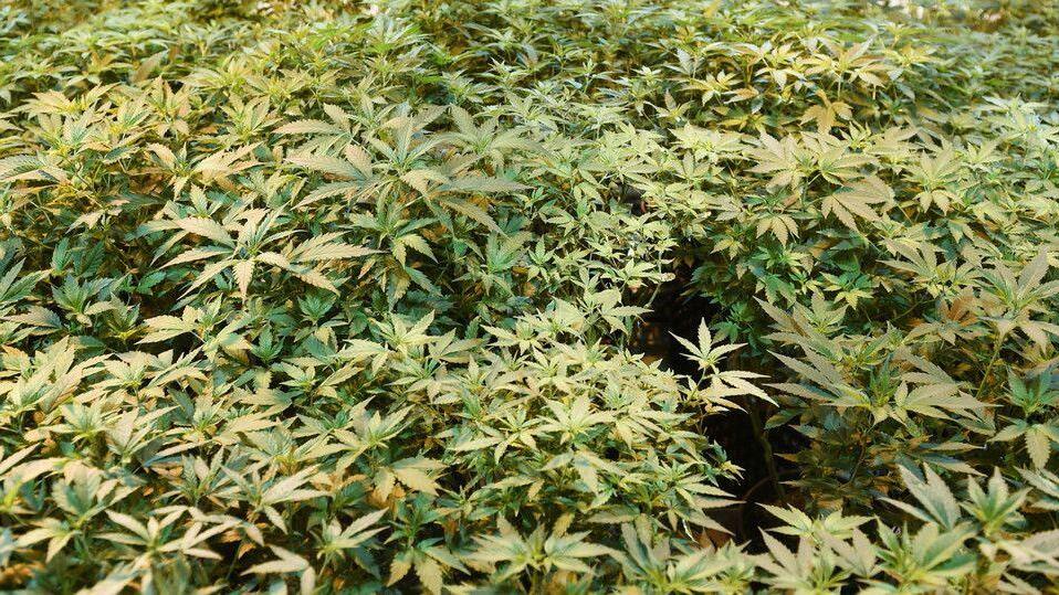 Cannabisaufzucht in Brunn am Gebrige
