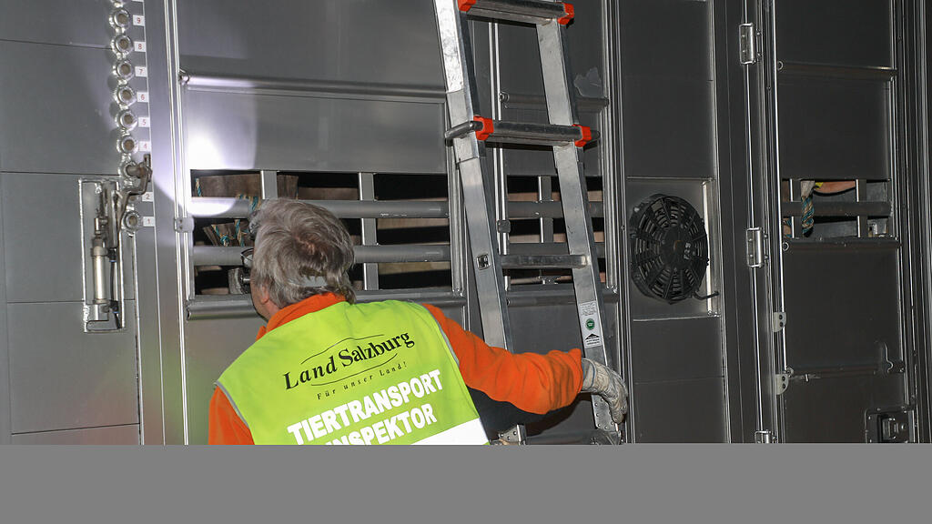 Tiertransport, Tiertransport-Inspektor, Manfred Pledl, Kälber-Transport, SB