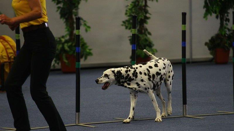 Festival der Hunde