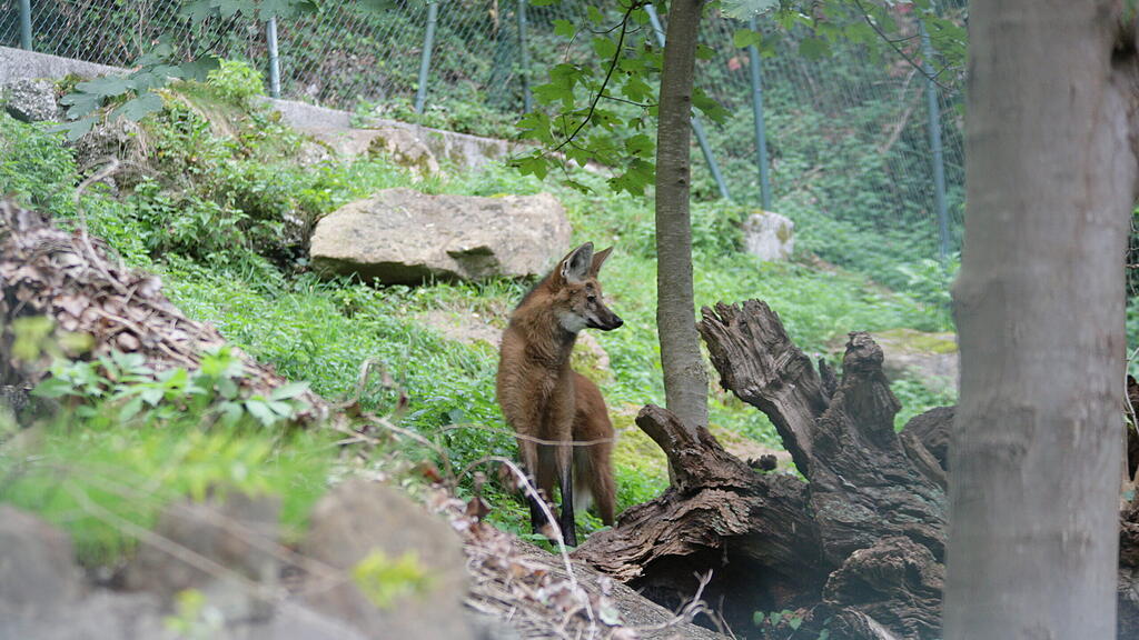 Mähnenwolf-Pärchen Zoo Salzburg