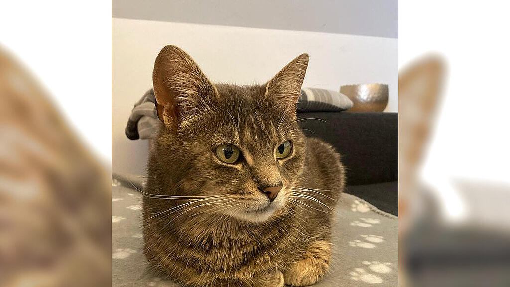 Kater Rudi Lamprechtshausen