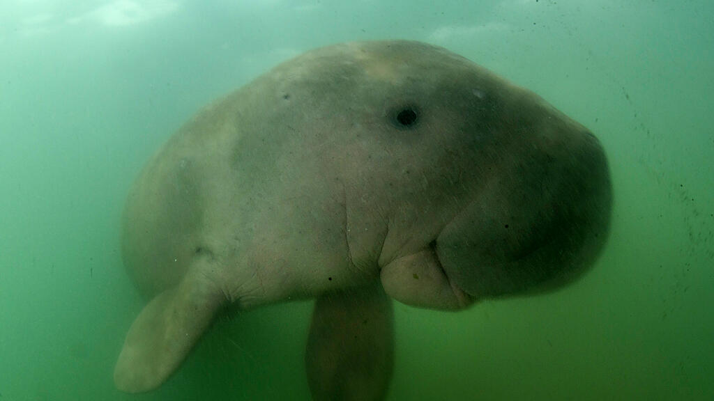 Dugong, Seekuh, Thailand, Mariam