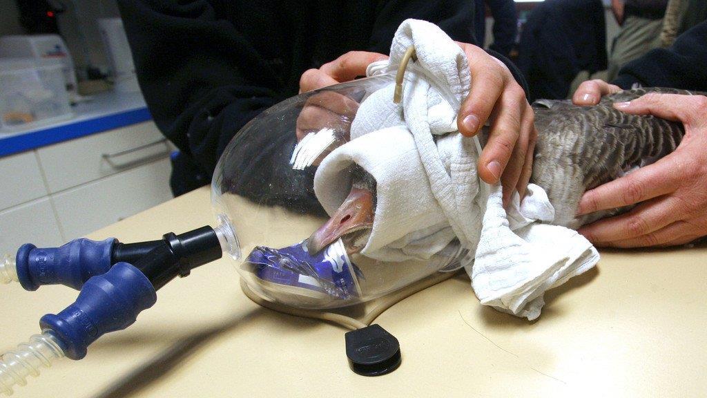 Gans "Mimi" wird von Dose befreit