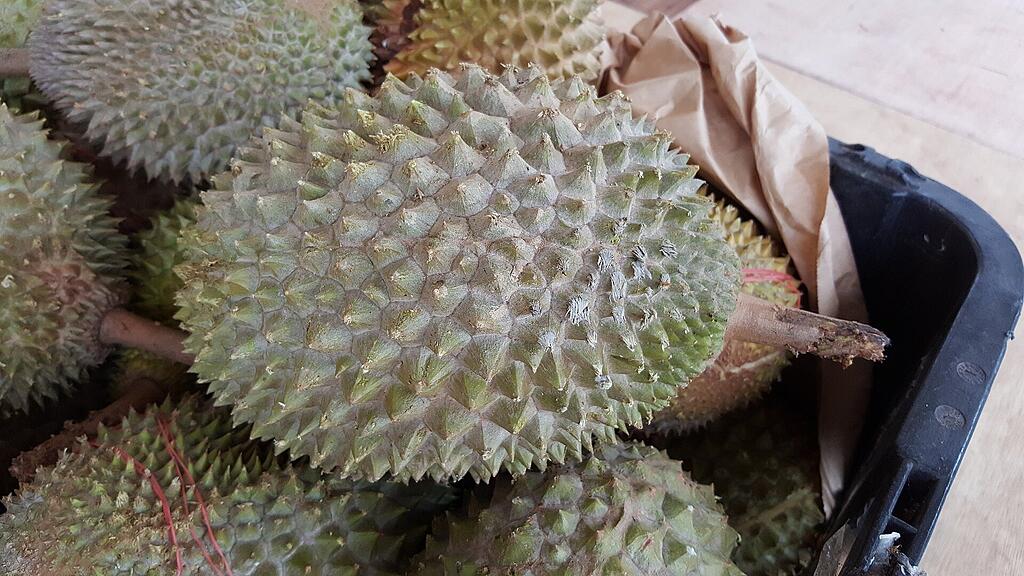 symb_Stinkfrucht, symb_Durian