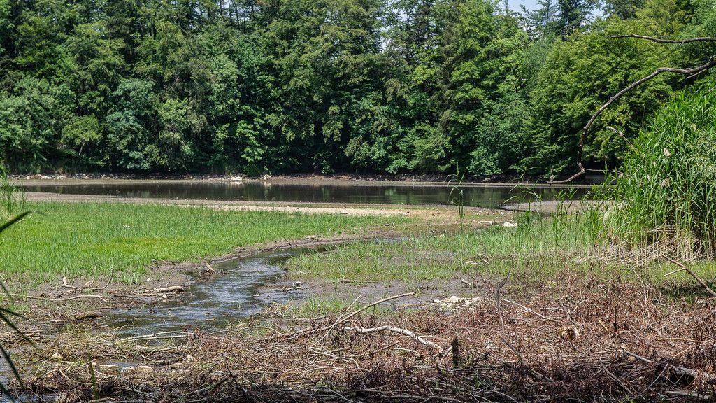 Verlandeter Weiher in St. Jakob am Thurn