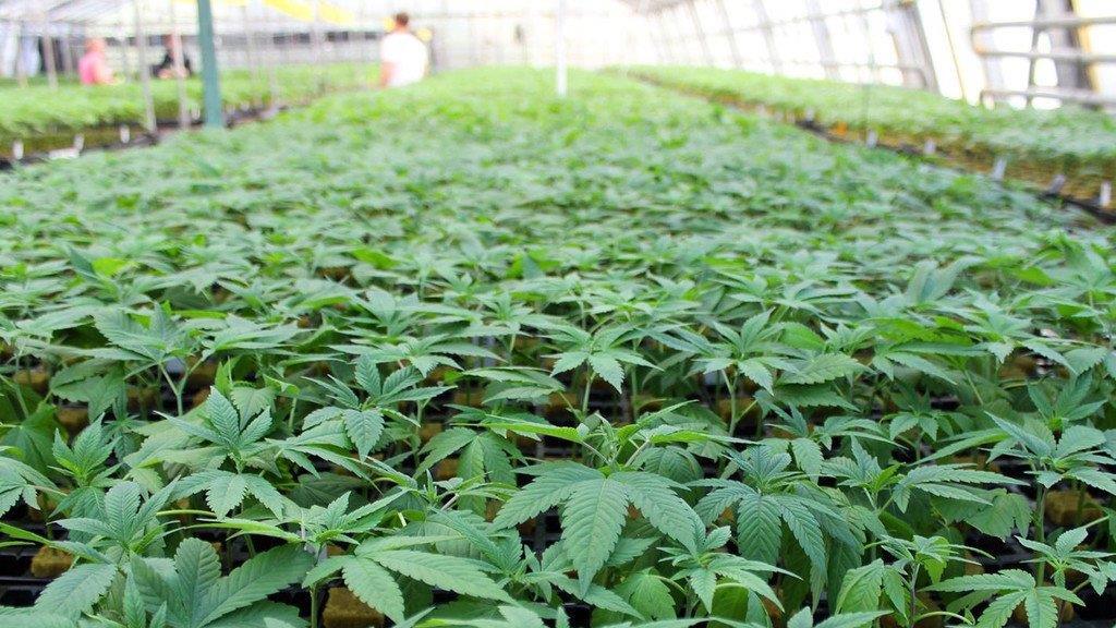 Cannabis-Projekt "Hanfgarten" knackt Crowdfunding-Rekord