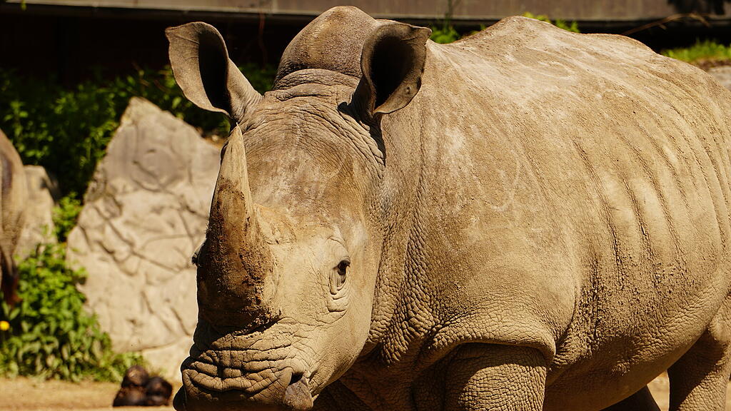 Nashorn, Tamu, Zoo Salzburg