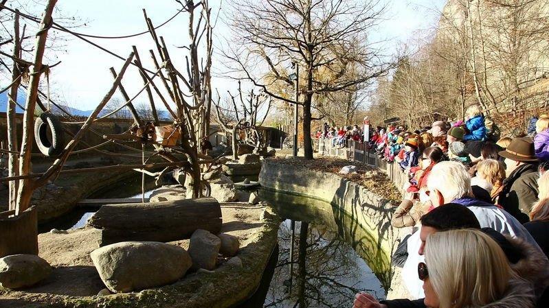 Warten aufs Christkind im Zoo, II