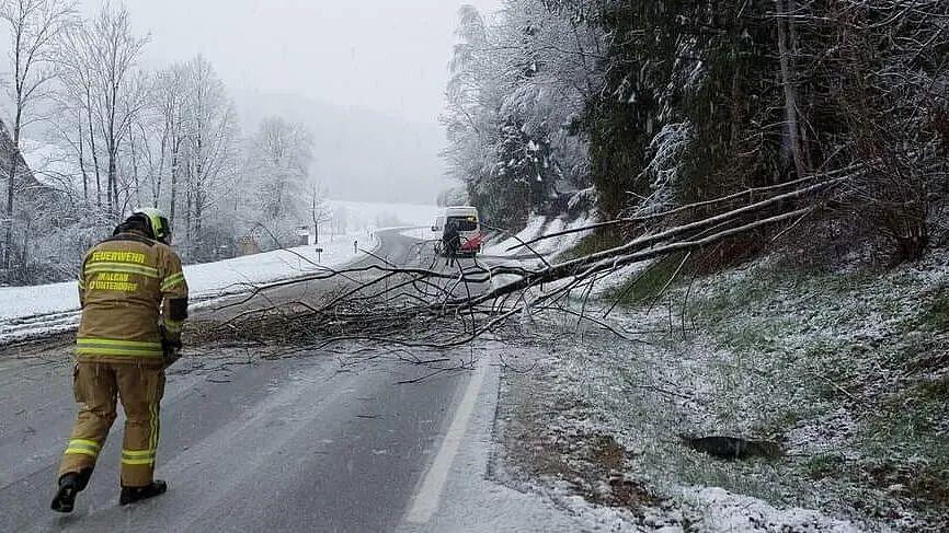 Umgestürzter Baum auf Plainfelder Straße in Thalgau