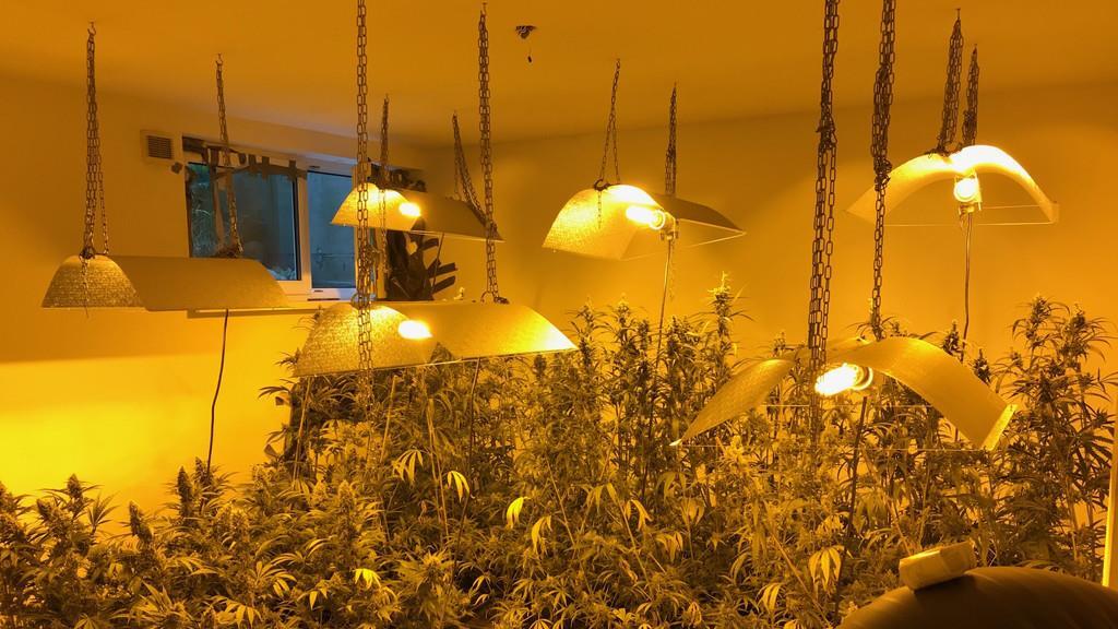 Cannabis-Anlage in Reihenhaus sichergestellt