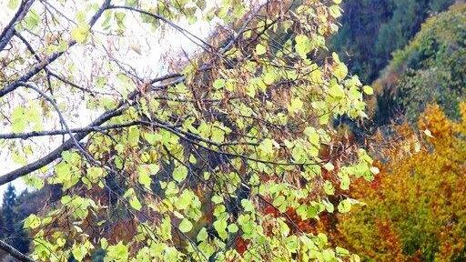 Goldener Herbst am Wolfgangsee