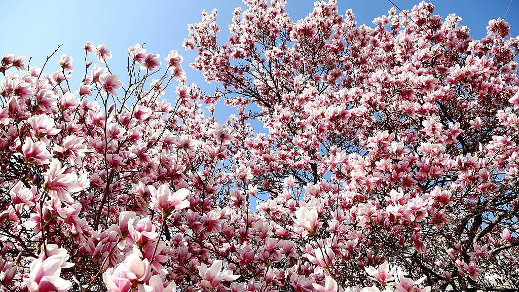 Blühende Magnolien in Salzburg