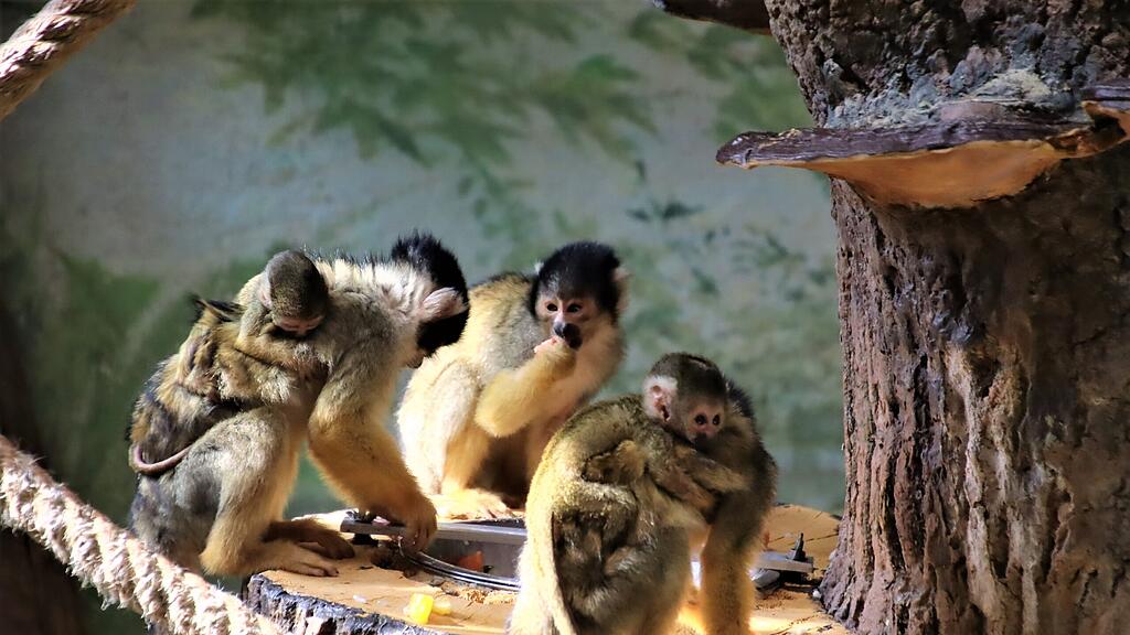 Totenkopfaffen Zoo Salzburg