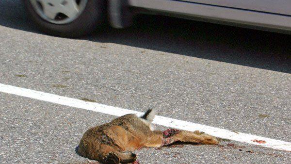 Auf Salzburgs Straßen starben im Vorjahr 576 Hasen.