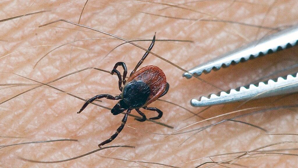 Gefährlicher Blutsauger: Durch Zeckenstiche können viele verschiedene Krankheitserreger übertragen werden.