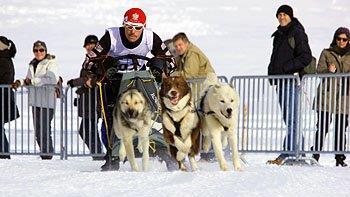 Hundeschlittenrennen in Inzell