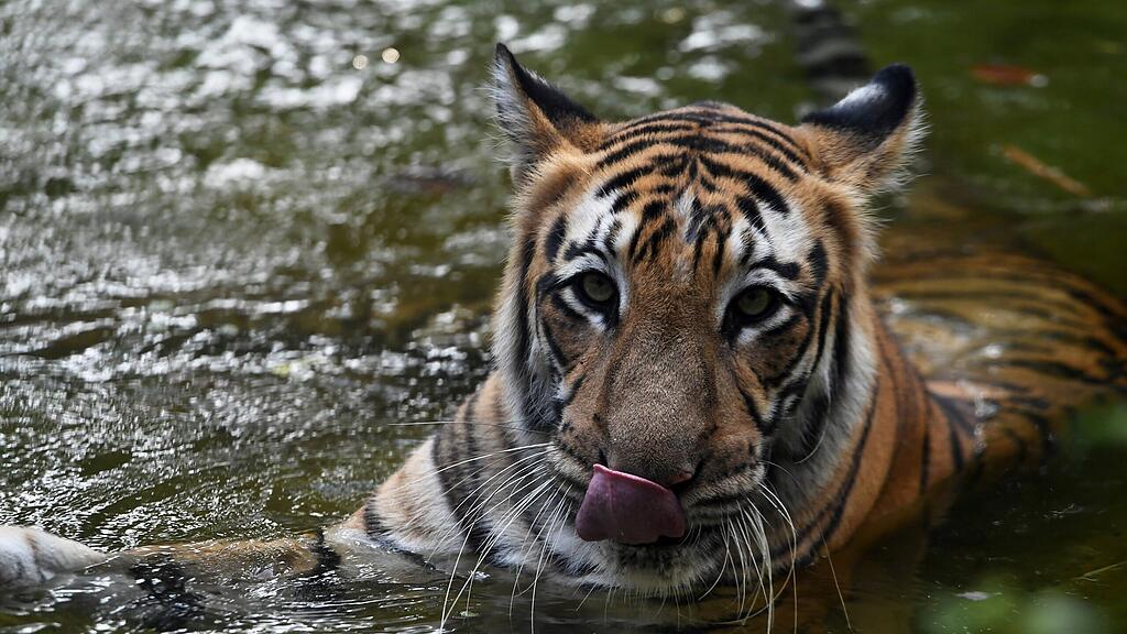 Die Frau überlebte den Angriff des Tigers nicht (Symbolbild).