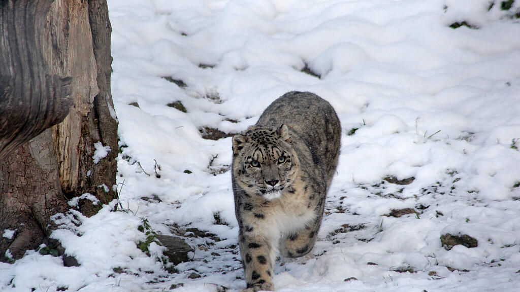 Zootiere Salzburg Winter