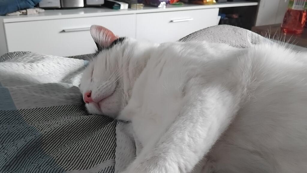 Weltkatzentag 2025
