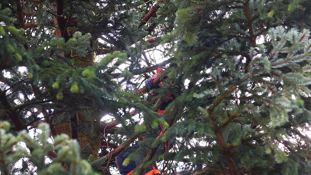 Baum am Christkindlmarkt eingetroffen II