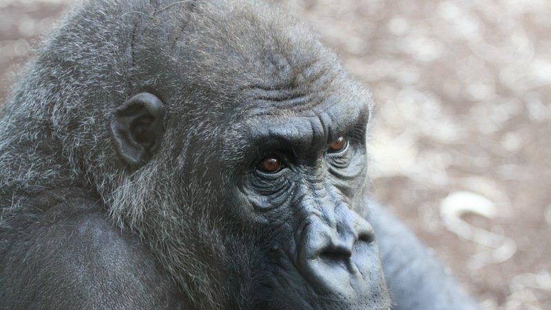 Frühling im Zoo München