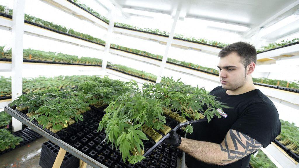Cannabisaufzucht in Brunn am Gebrige