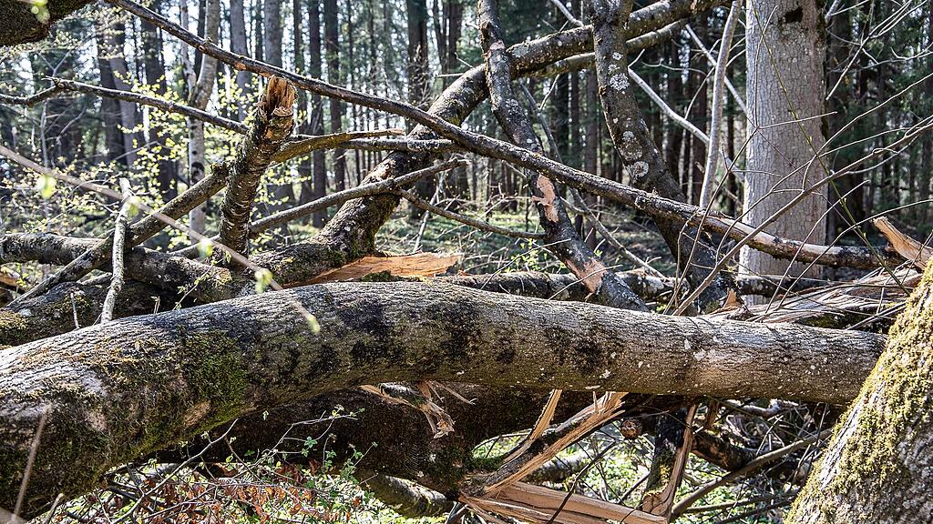 20190401_fmt_schaeden_nach_winterstuerme_mw1-17.jpg