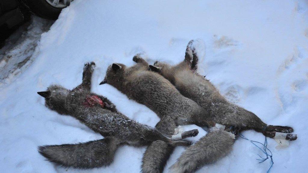 Fuchs-Massaker in Laaben