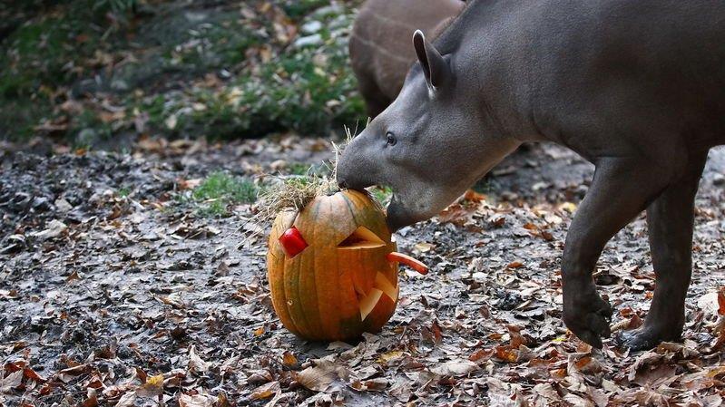 Halloween im Zoo