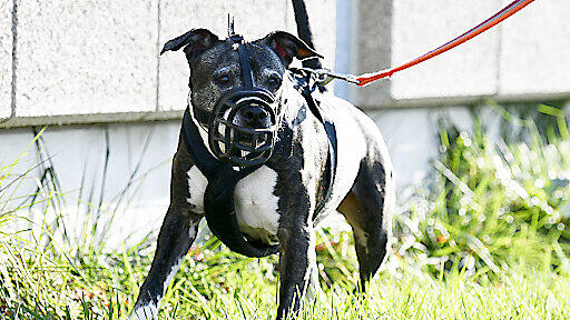 Hund, SB