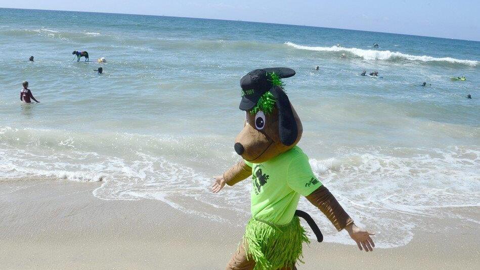 Hundesurfen in Kalifornien