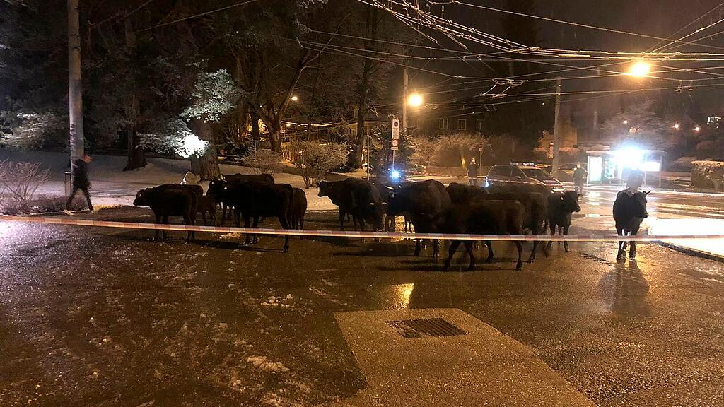 Rinder in Salzburg ausgebüxt, Wagyu