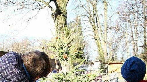 Warten aufs Christkind im Zoo, II